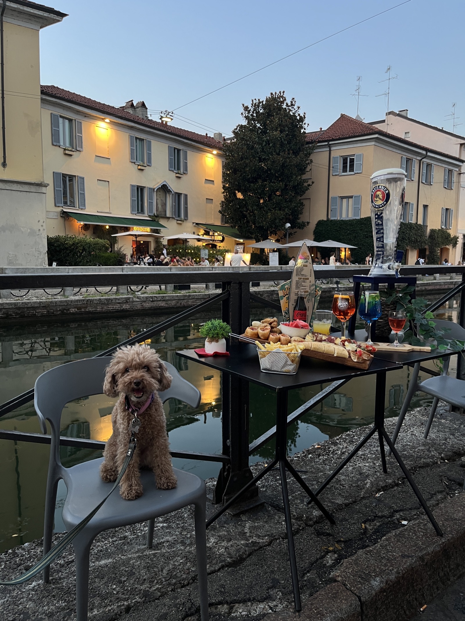 Aperitivo pet friendly sul Naviglio Grande: un cane sulla sedia accanto al tagliere e allo Spritz